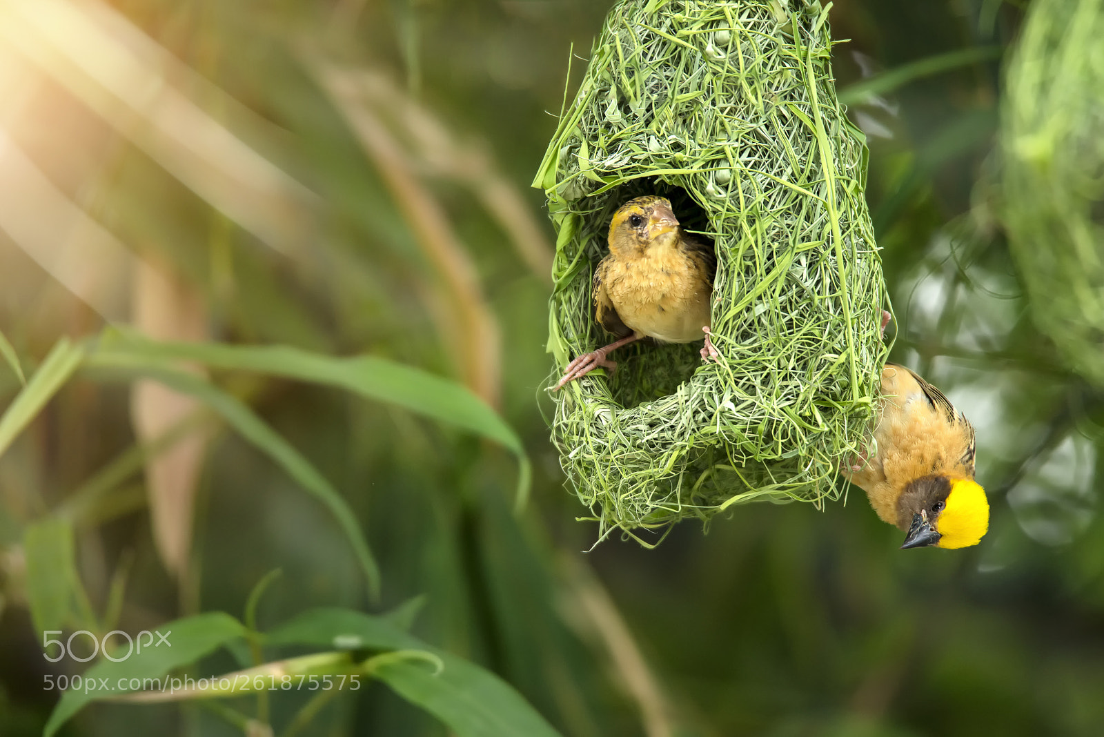 Nikon D600 sample photo. Weaver birds in the photography