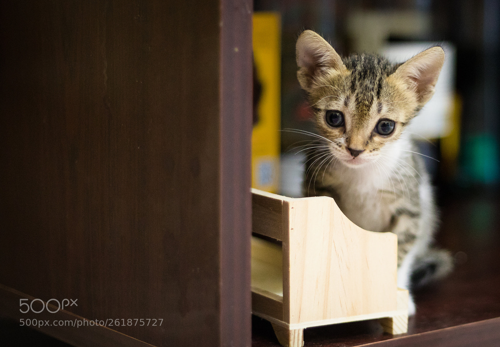 Canon EOS 5D Mark IV sample photo. Awwdorable xena photography