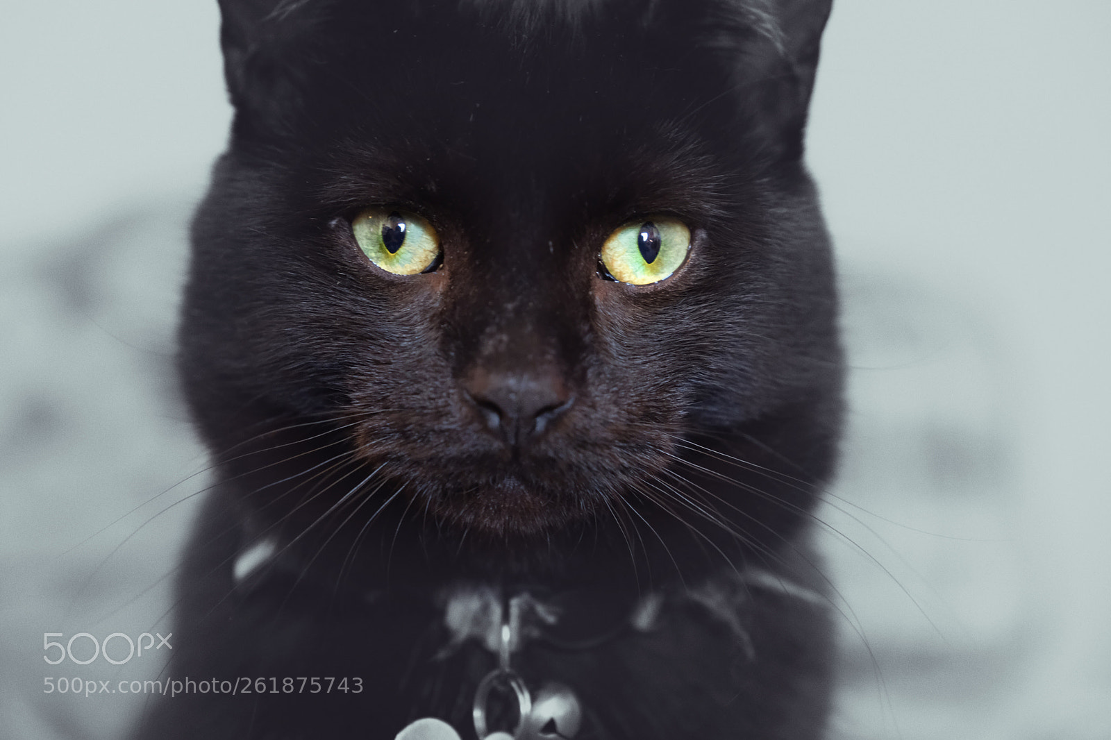 Fujifilm X-T20 sample photo. Black panther photography