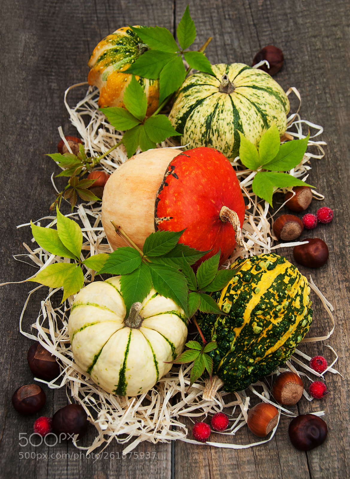 Nikon D90 sample photo. Pumpkins with autumn leaves photography