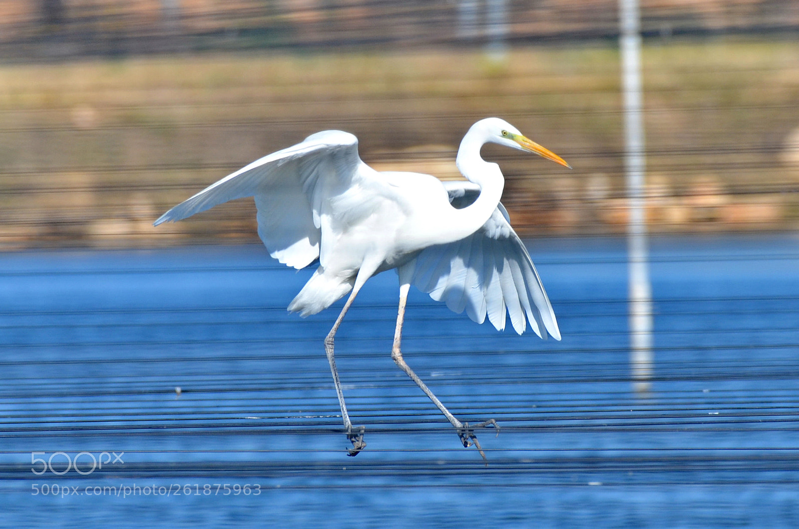 Nikon AF-S Nikkor 200-500mm F5.6E ED VR sample photo. On the line photography