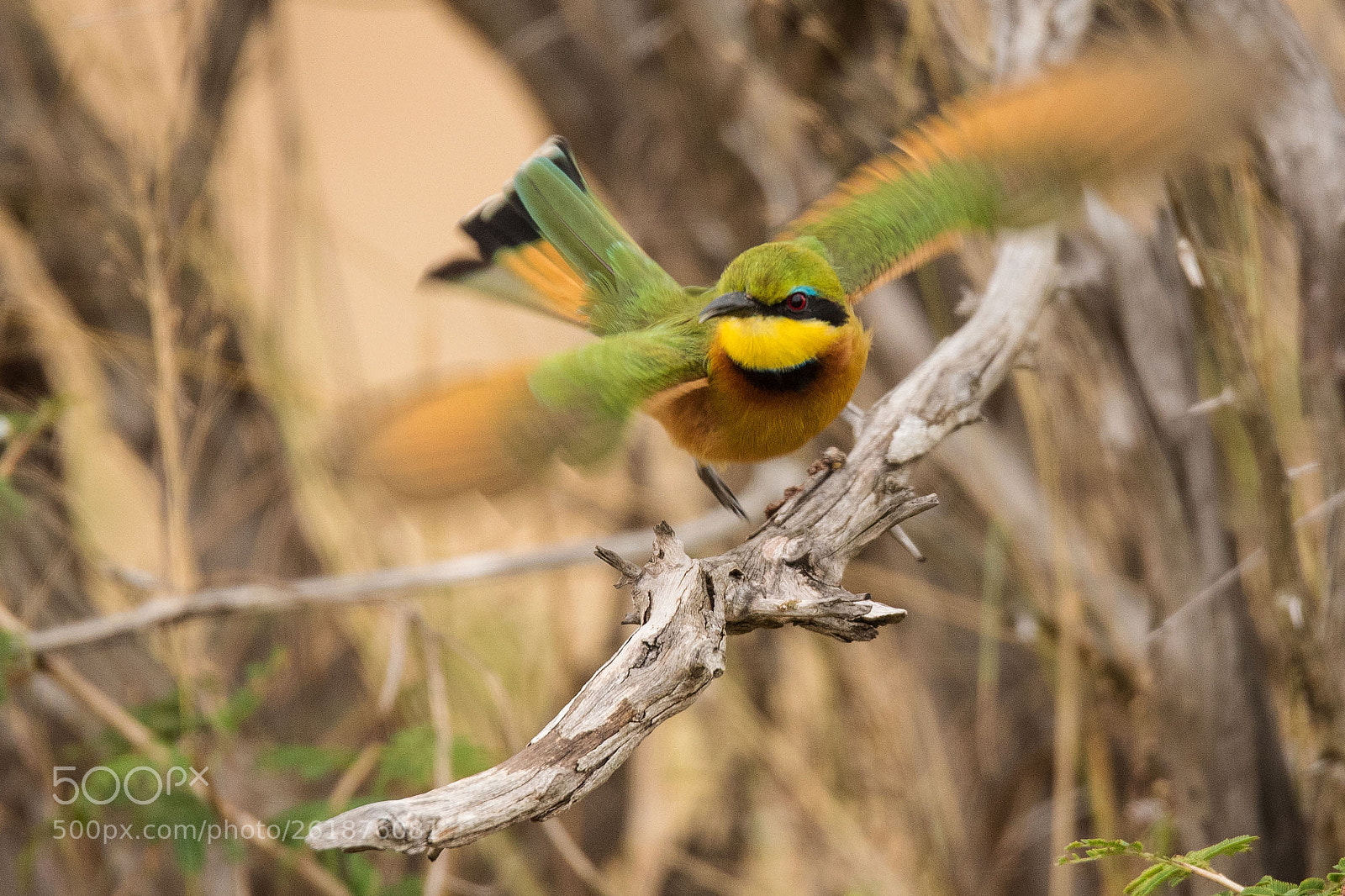 Nikon D750 sample photo. Little bee-eater in flight photography