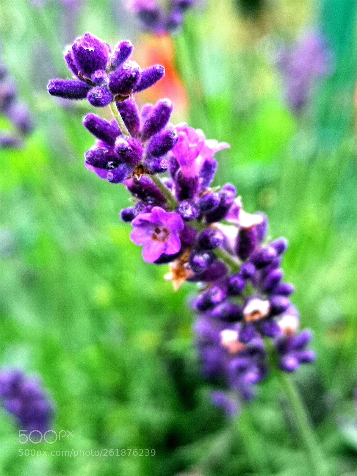 HUAWEI CLT-L29 sample photo. Untitled photography