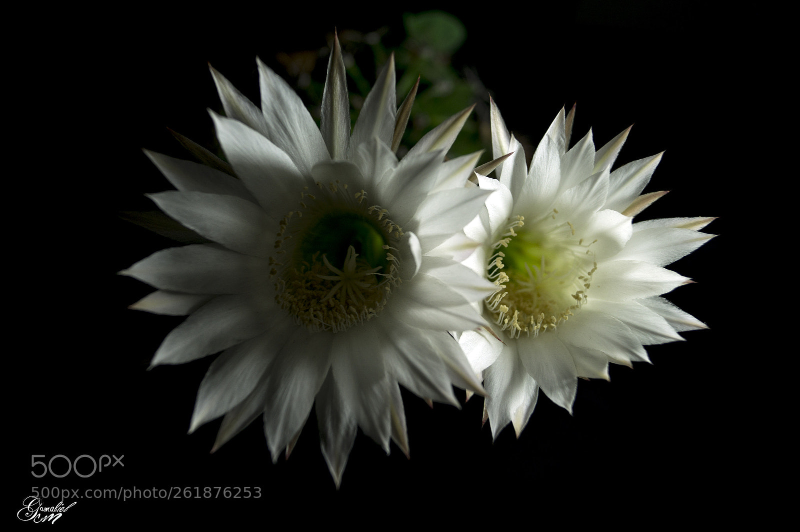 Sony SLT-A37 sample photo. Flores photography