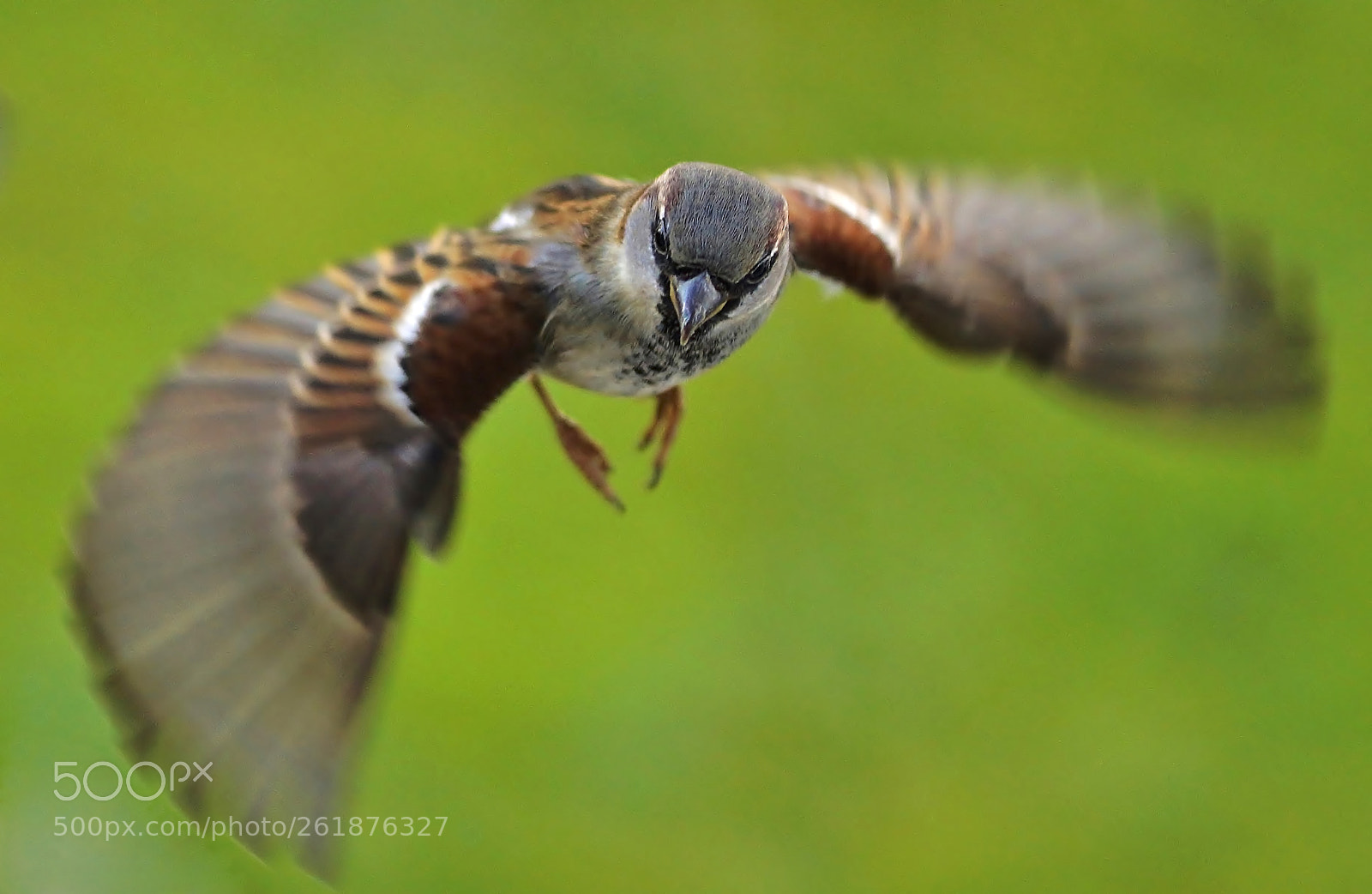 Sony SLT-A77 sample photo. Flying sparrow photography