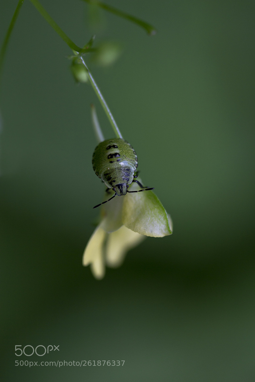 Canon EOS 60D sample photo. Gr ne stinkwanze palomena photography