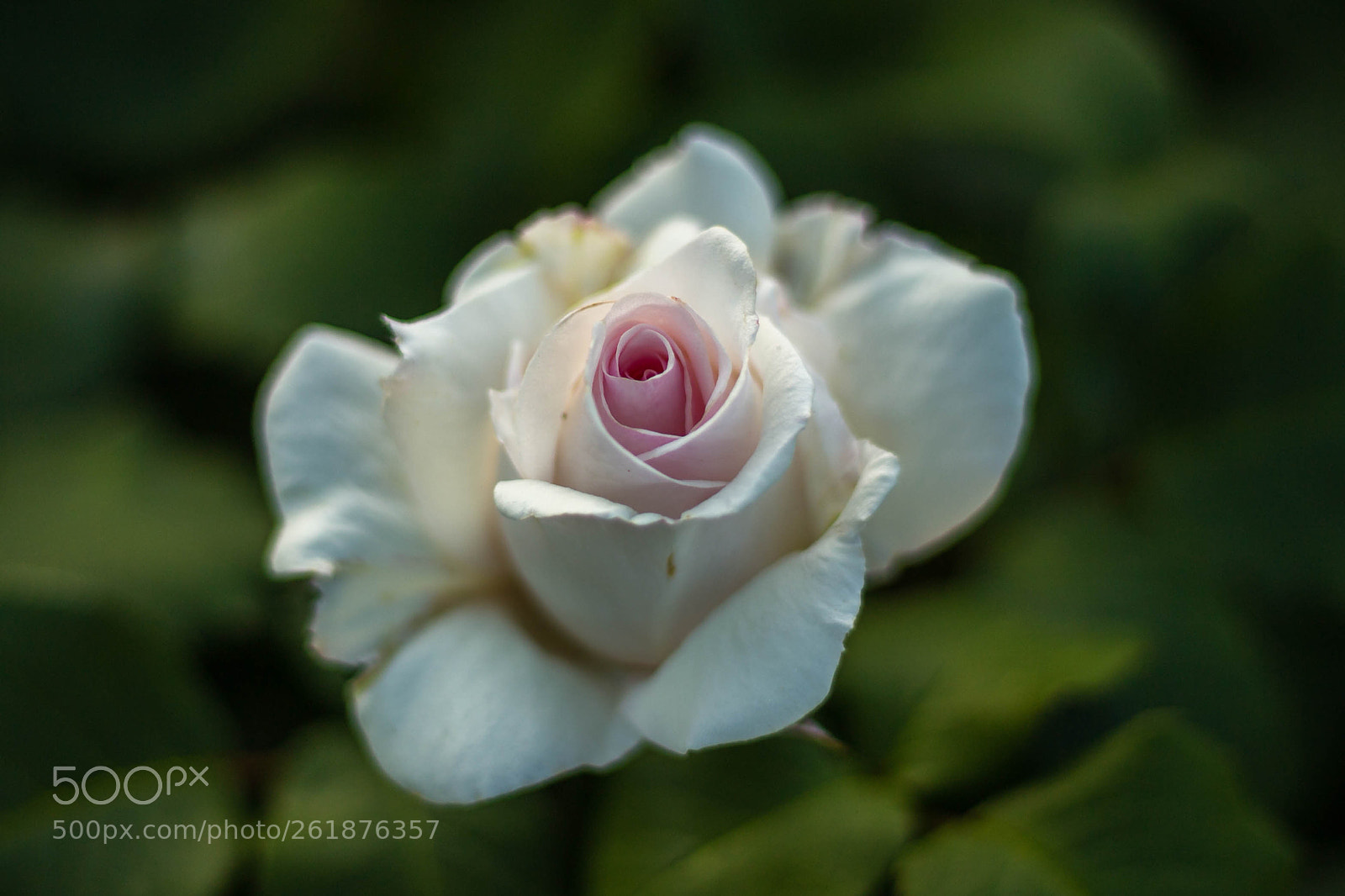 Canon EOS 6D sample photo. White photography