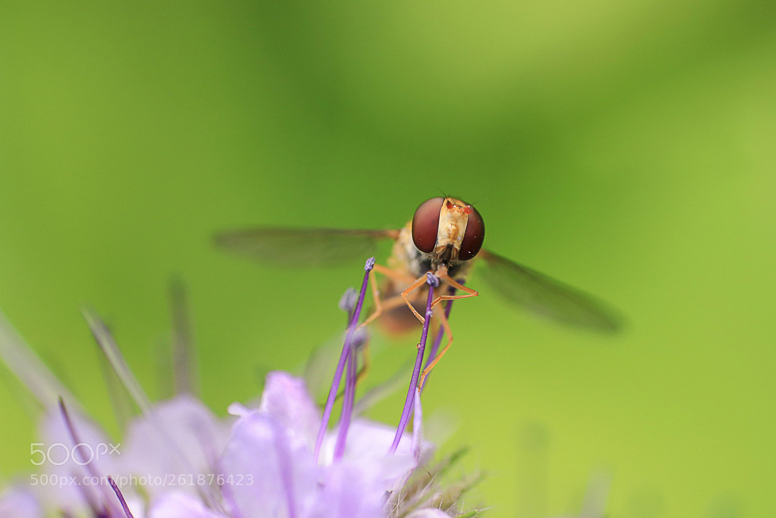 Canon EOS 80D sample photo. Macrophoto photography