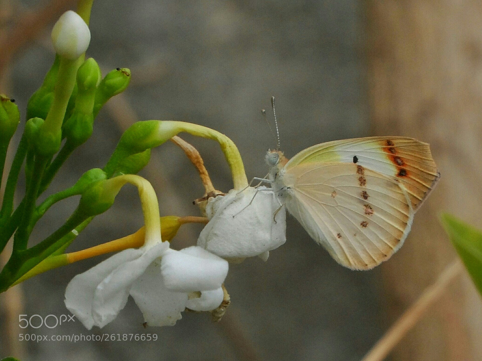 Samsung WB150 / WB150F / WB152 / WB152F / WB151 / WB151F / WB140 sample photo. Indian crimson-tip butterfly photography