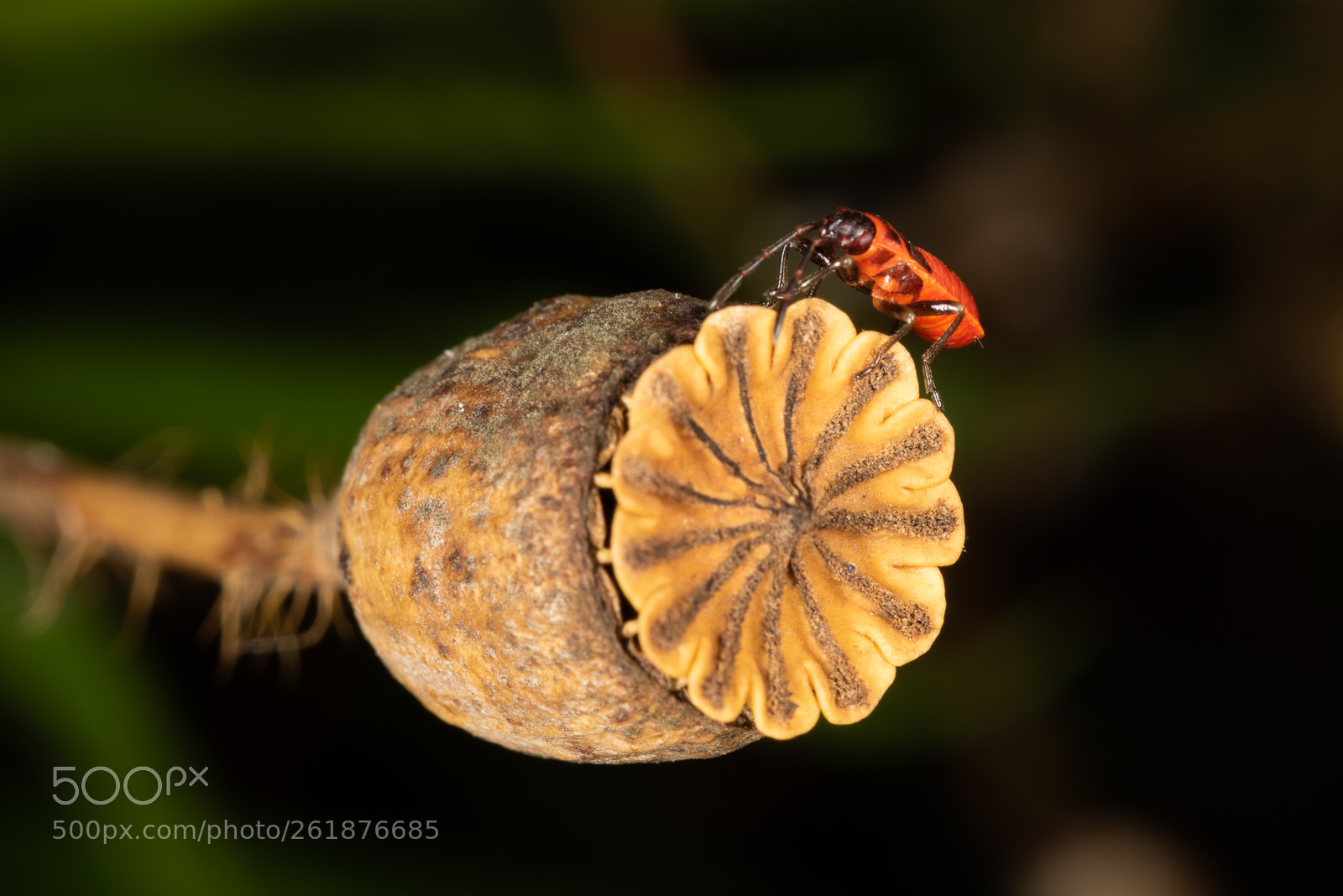 Nikon D810 sample photo. Macro3 photography