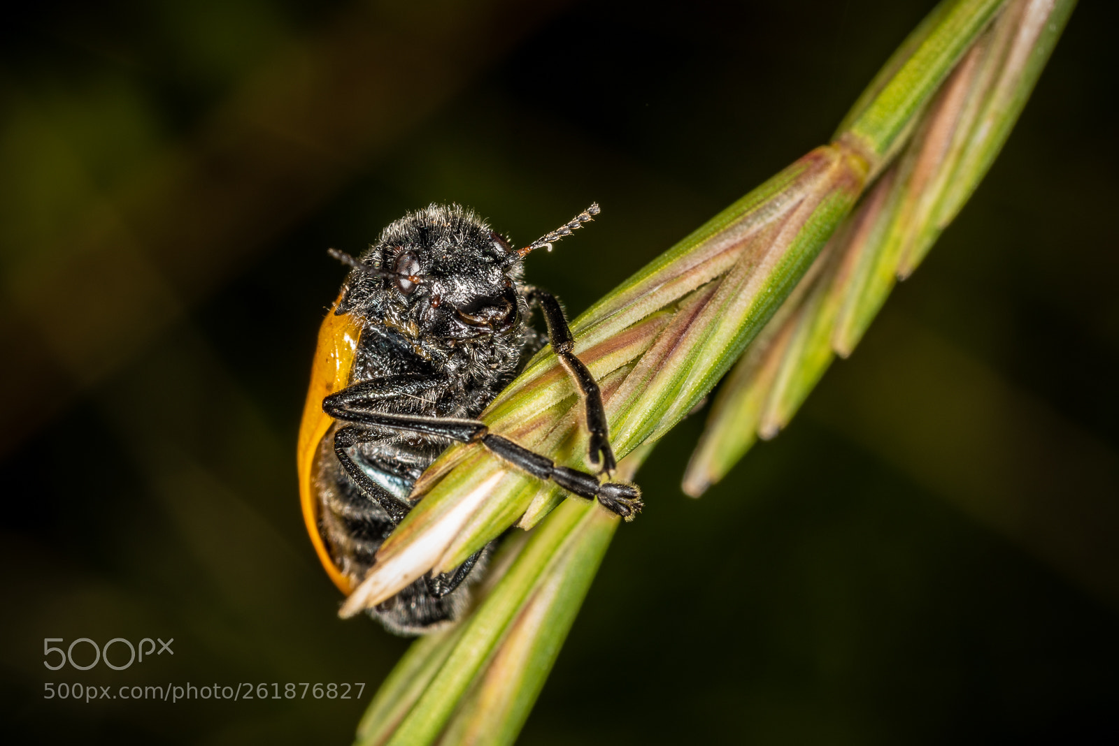 Nikon D810 sample photo. Macro 4 photography