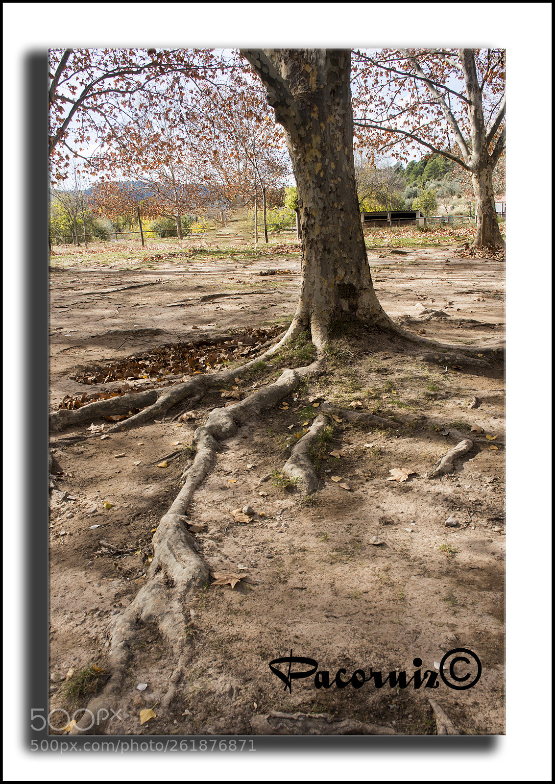 Nikon D7200 sample photo. Árbol photography