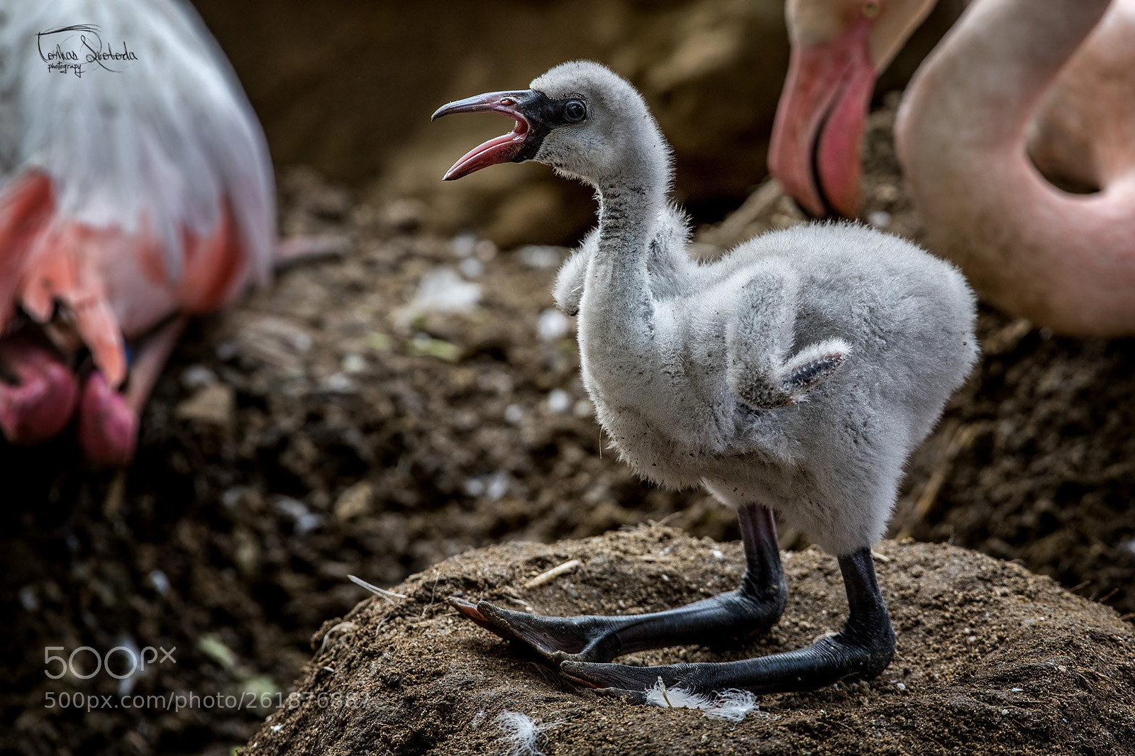 Nikon D750 sample photo. The greater flamingo phoenicopterus photography