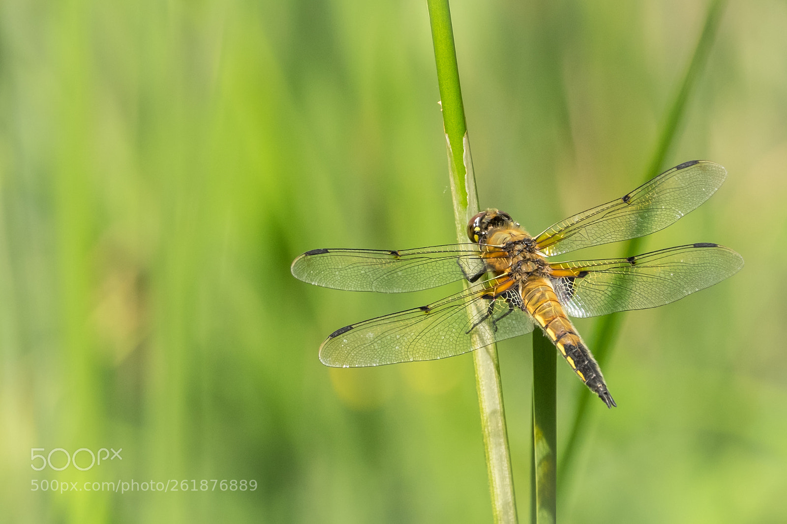 Fujifilm X-T1 sample photo. Dragonfly takes a break photography