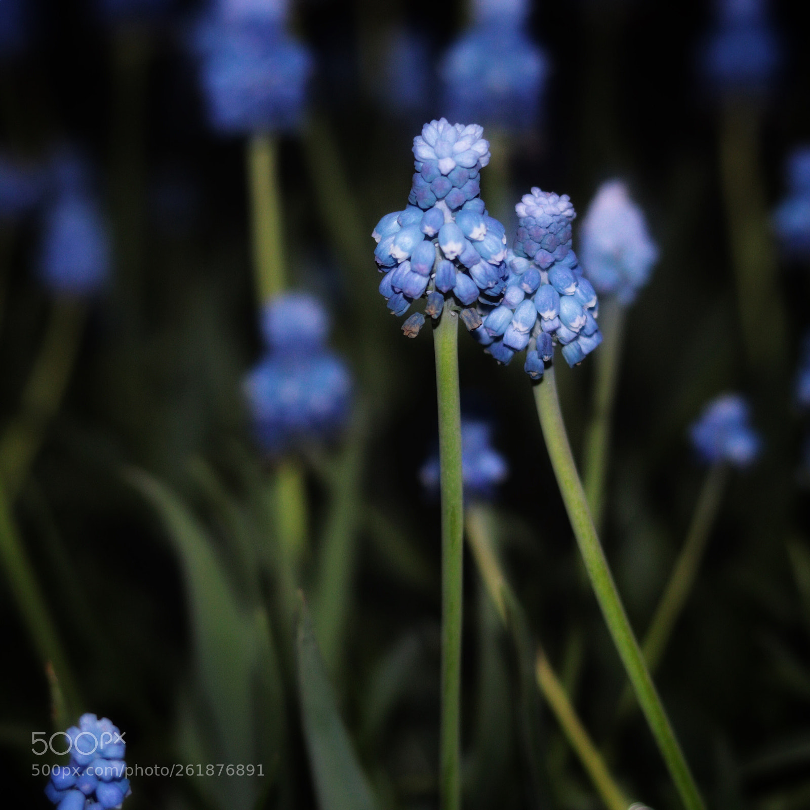Canon EOS 77D (EOS 9000D / EOS 770D) sample photo. Flower selfie photography