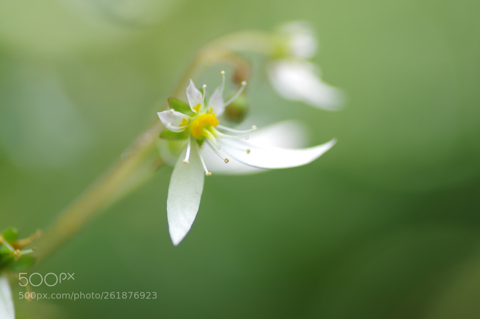 Tamron SP AF 90mm F2.8 Di Macro sample photo. White flower  ユキノシタ photography