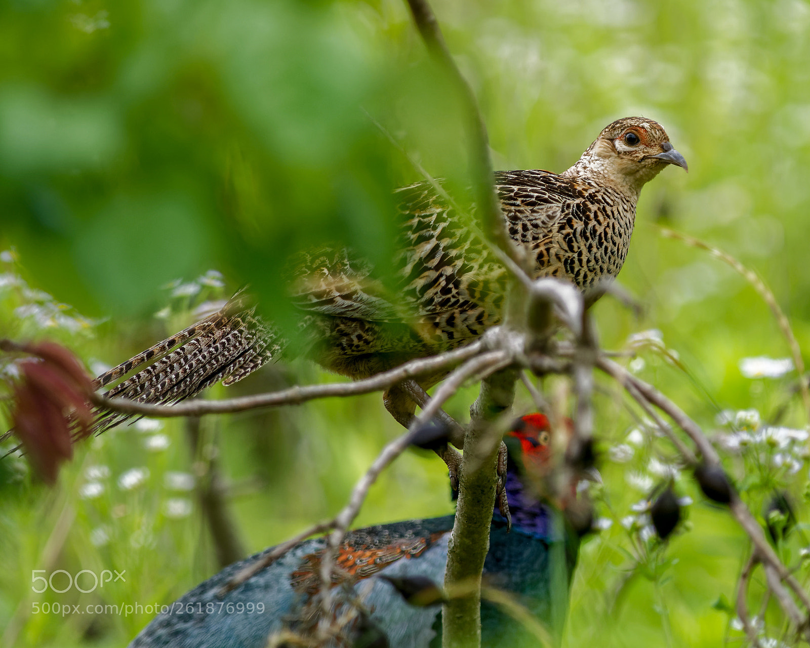 Nikon D500 sample photo. Female dominance photography