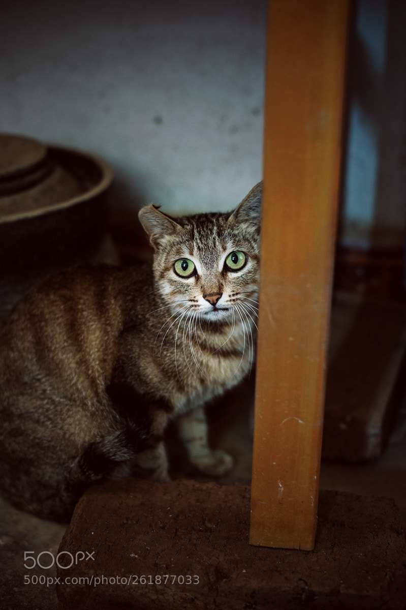 Nikon Df sample photo. Untitled photography