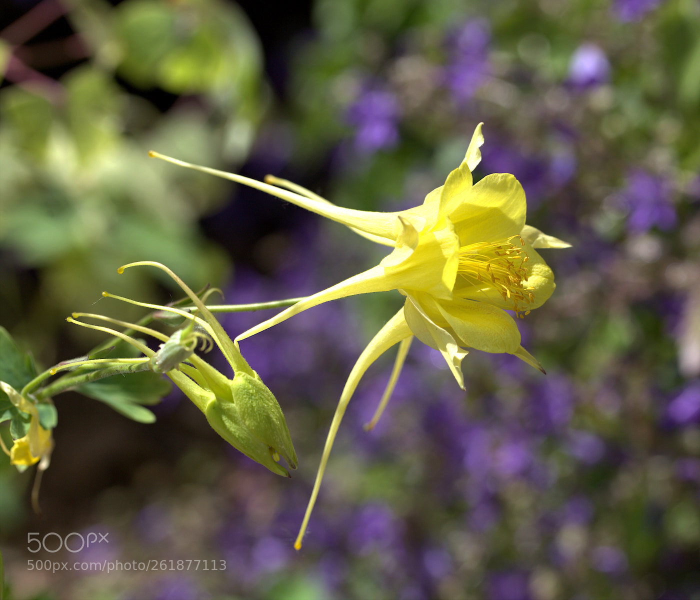 Canon EOS 6D sample photo. Yellow / purple photography