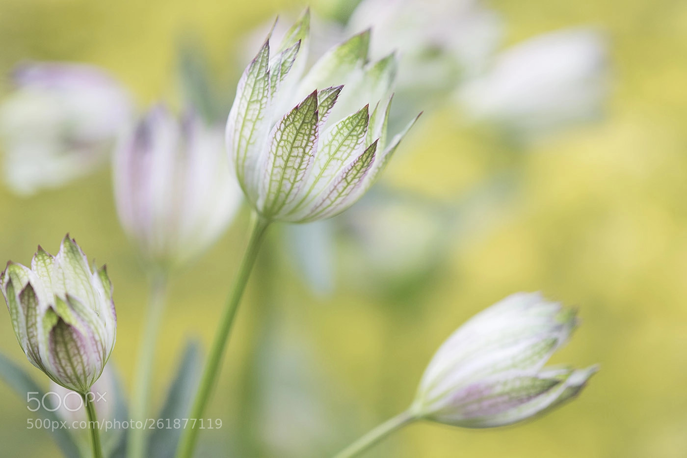 Canon EOS 7D Mark II sample photo. Astrantia shaggy photography
