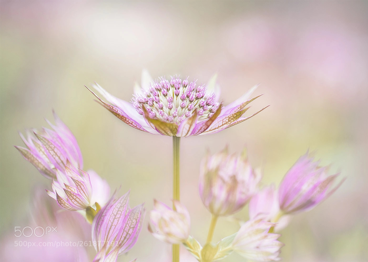 Canon EOS 7D Mark II sample photo. Astrantia - powis castle photography