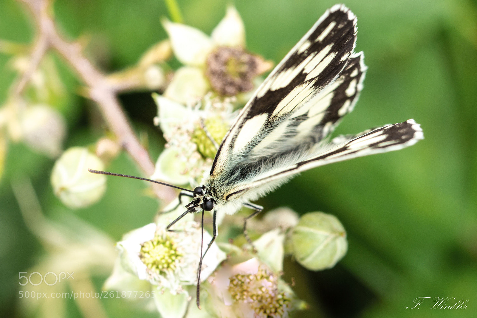 Canon EOS 600D (Rebel EOS T3i / EOS Kiss X5) sample photo. Butterfly photography