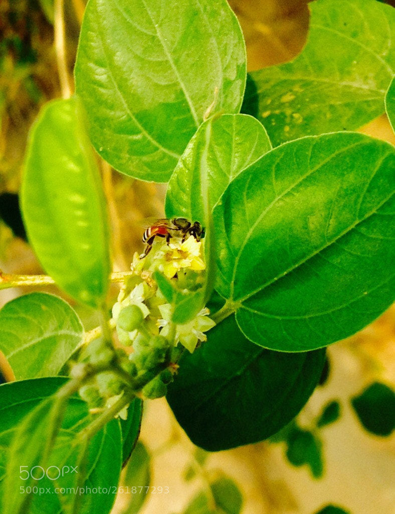 Apple iPad sample photo. Bee photography