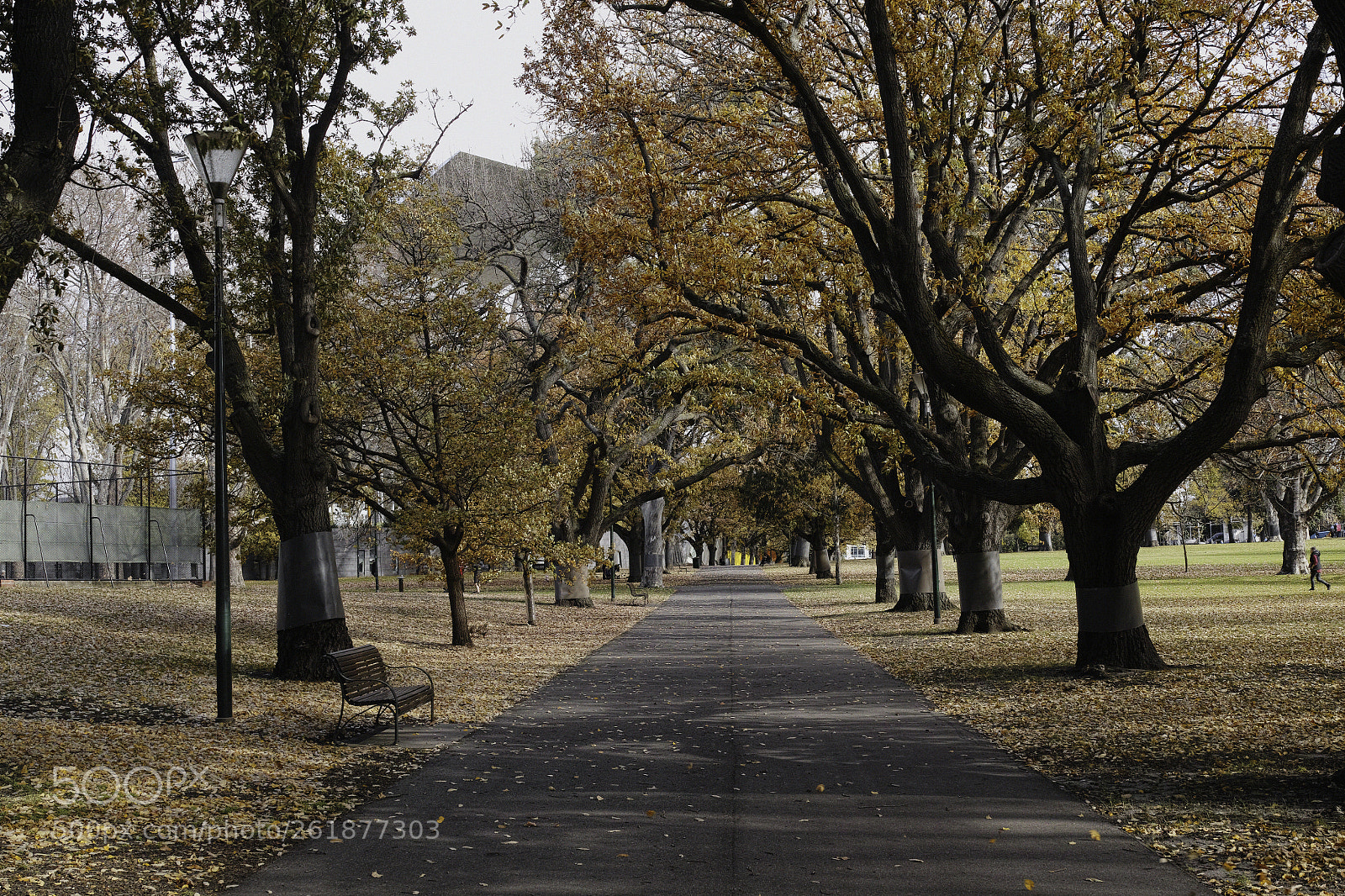 Sigma DP2 Merrill sample photo. Carlton gardens photography