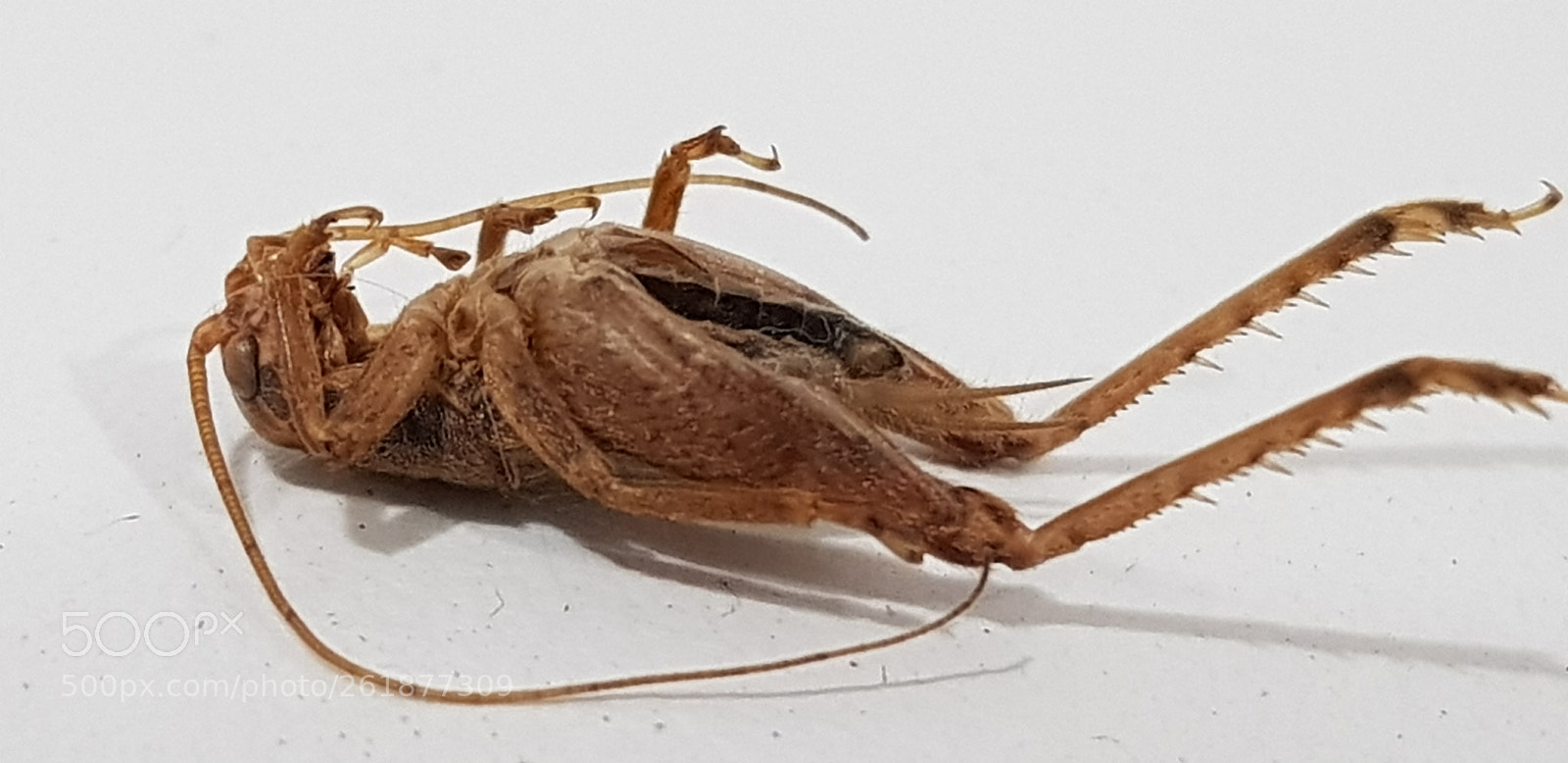 Samsung Galaxy S8+ sample photo. The mummy photography