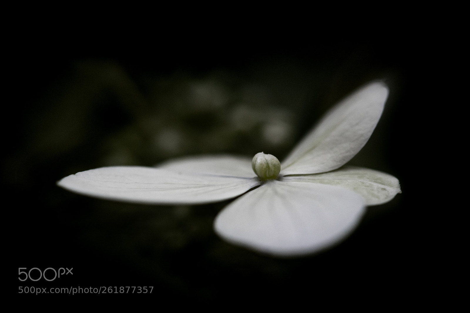 Nikon D750 sample photo. Untitled photography