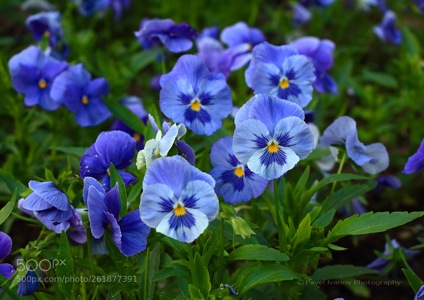 Canon EOS 700D (EOS Rebel T5i / EOS Kiss X7i) sample photo. Blue spring! photography