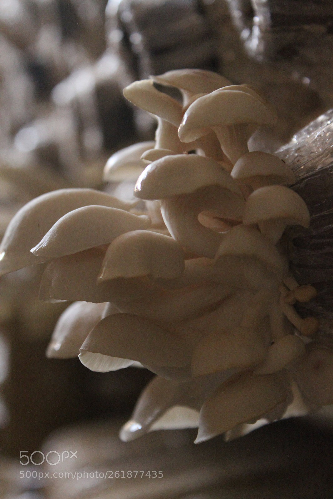Canon EF-S 18-55mm F3.5-5.6 IS sample photo. Growing mushroom photography