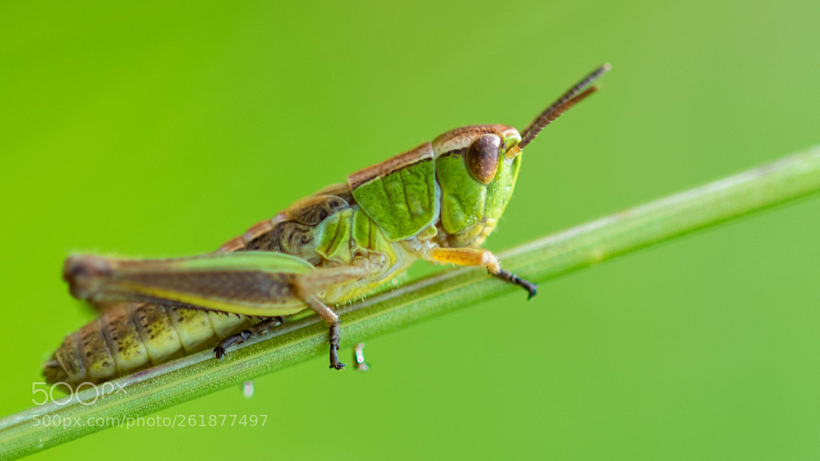 Nikon D5300 sample photo. Chorthippus parallelus photography