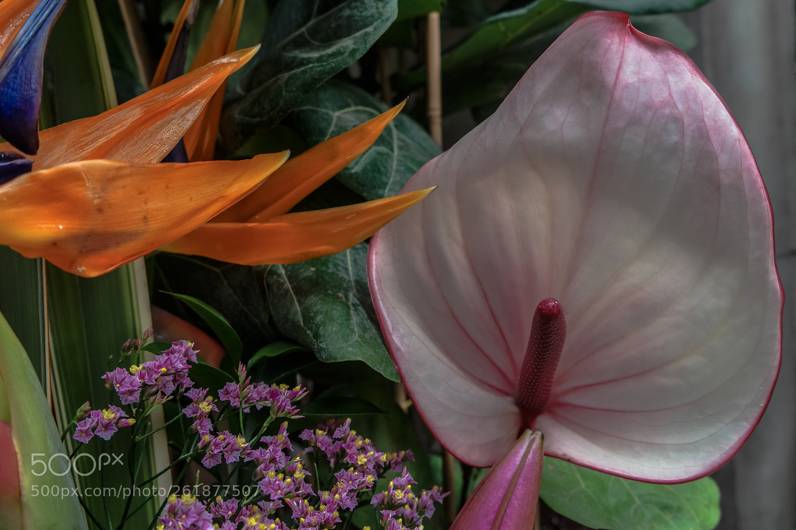 Samsung NX500 sample photo. Flowery contact photography