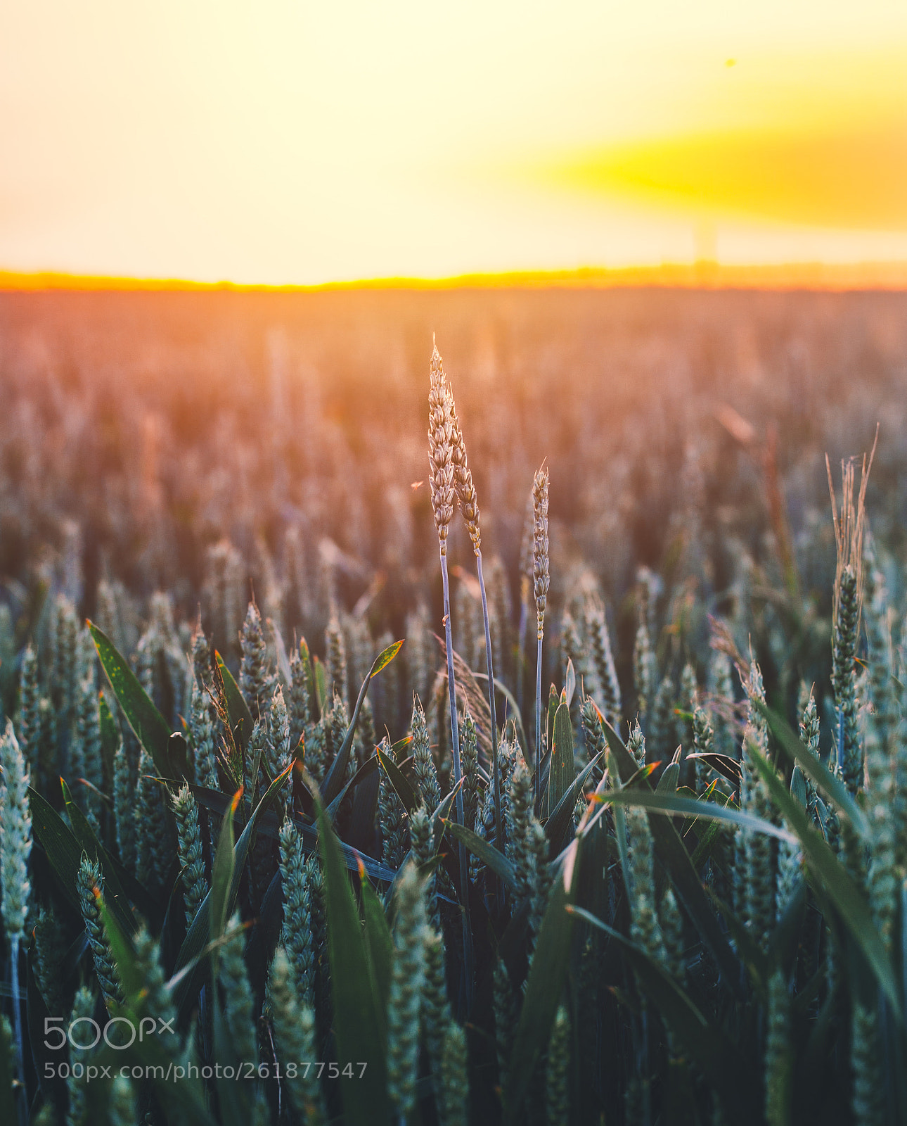 Canon EOS 6D sample photo. Somewhere in the fields photography