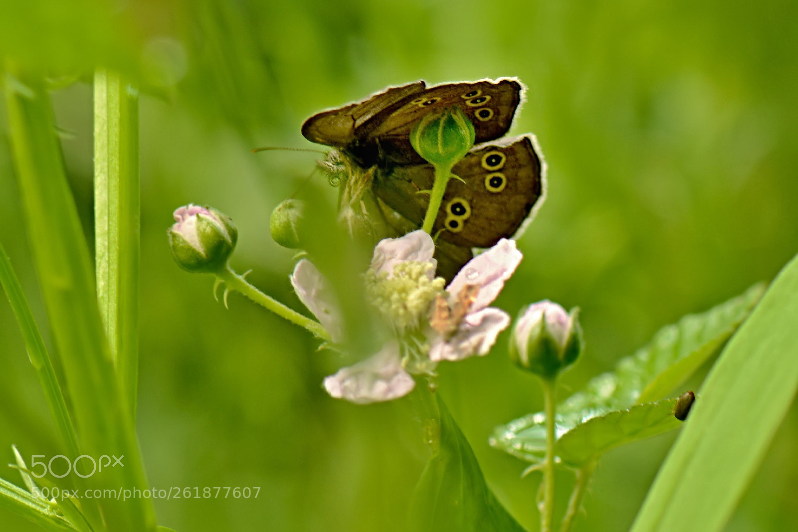 Nikon D5200 sample photo. *** photography