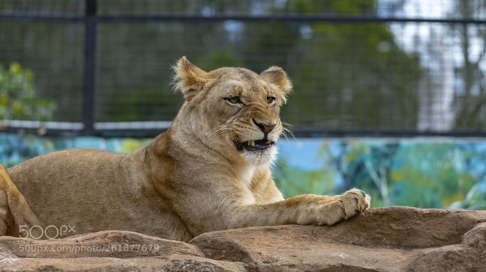 Nikon D850 sample photo. African lion photography