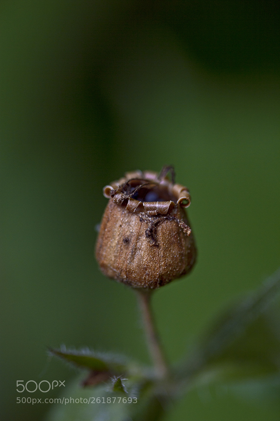 Canon EOS 60D sample photo. Samenkapsel der roten lichtnelke photography