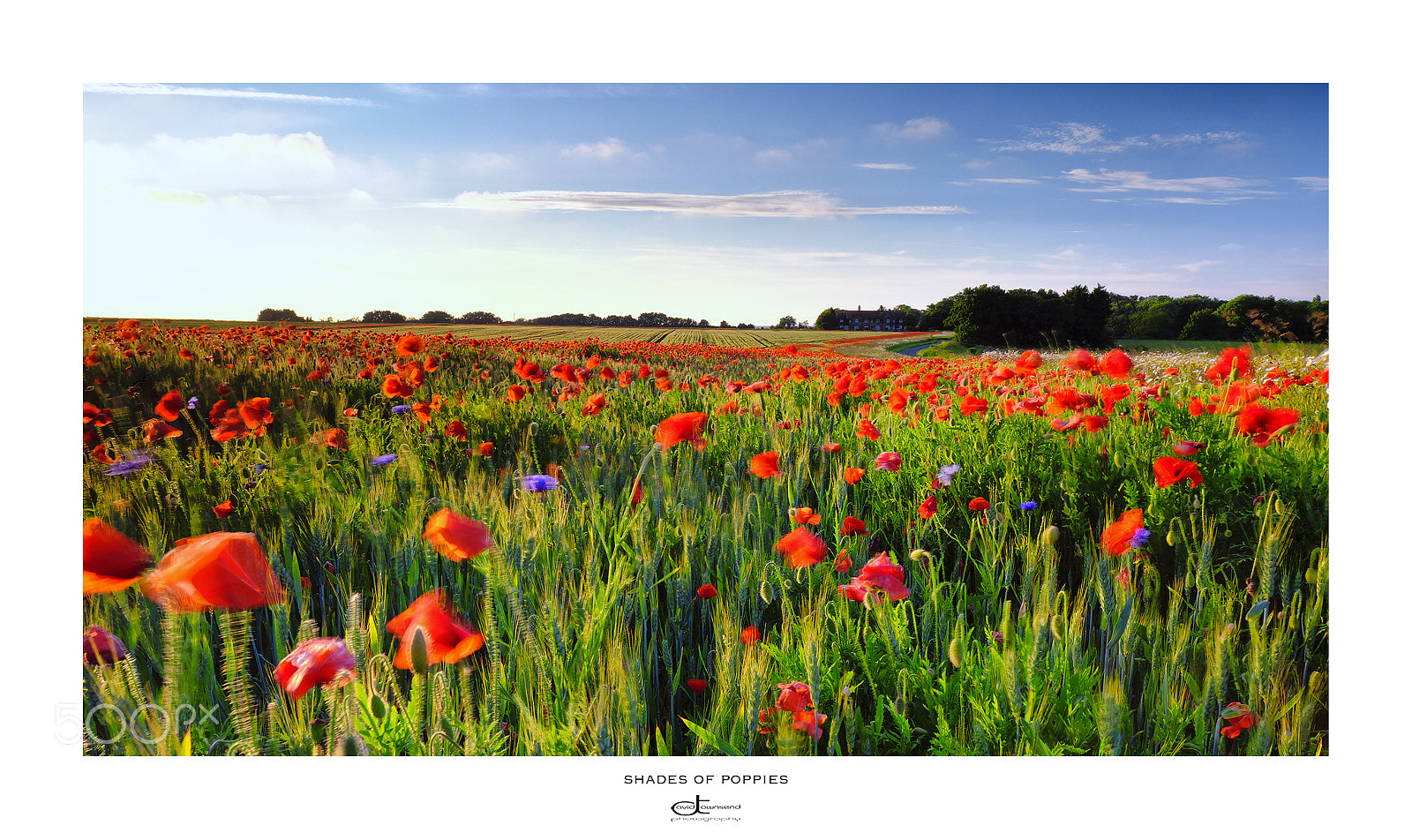 Fujifilm X-Pro2 sample photo. Shades of poppies photography
