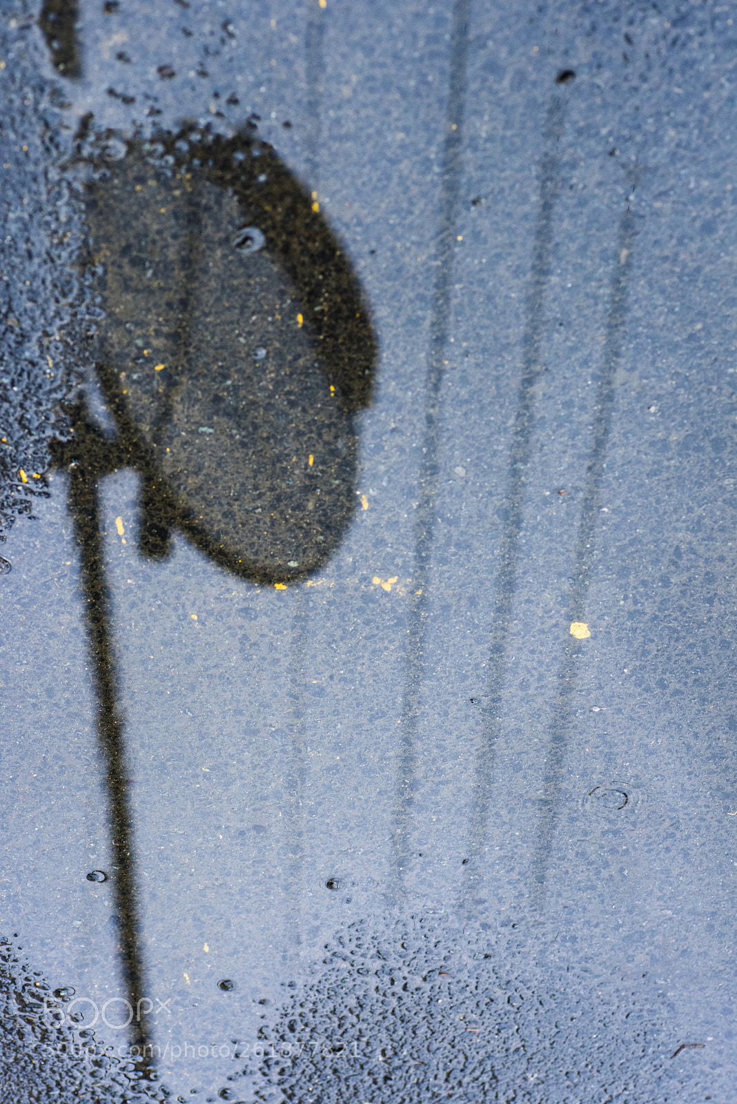 Nikon D810 sample photo. It is raining   no.11 photography