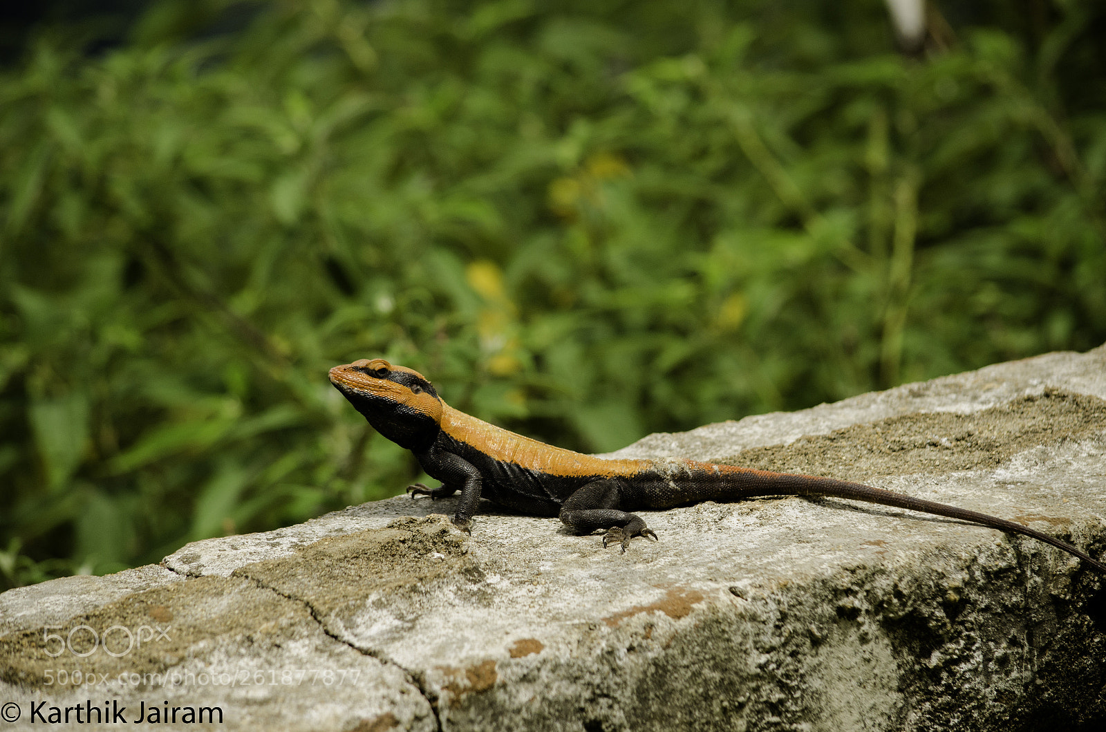 Nikon D5100 sample photo. Rock chameleon photography