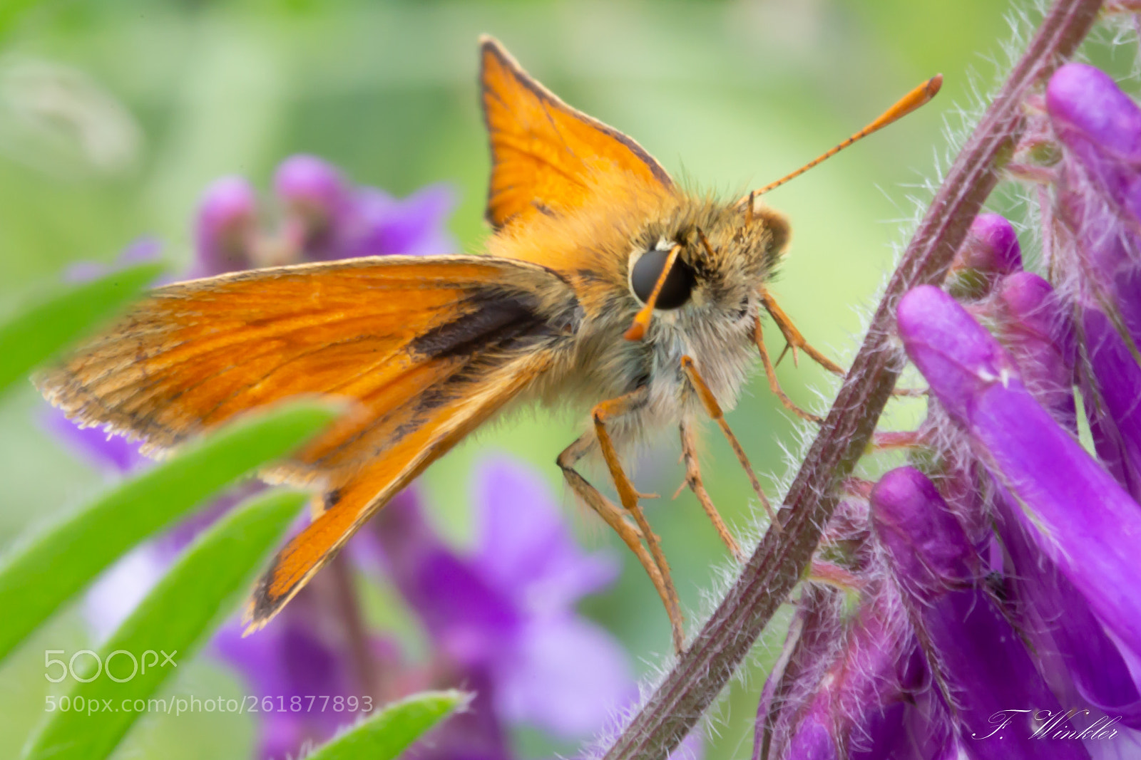 Canon EOS 6D sample photo. Dickkopffalter photography