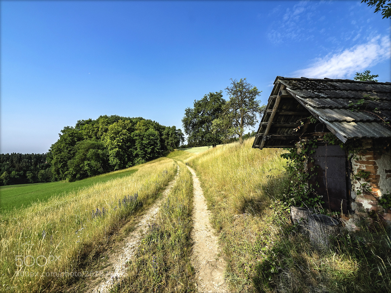 Olympus OM-D E-M1 sample photo. Morning in the country photography