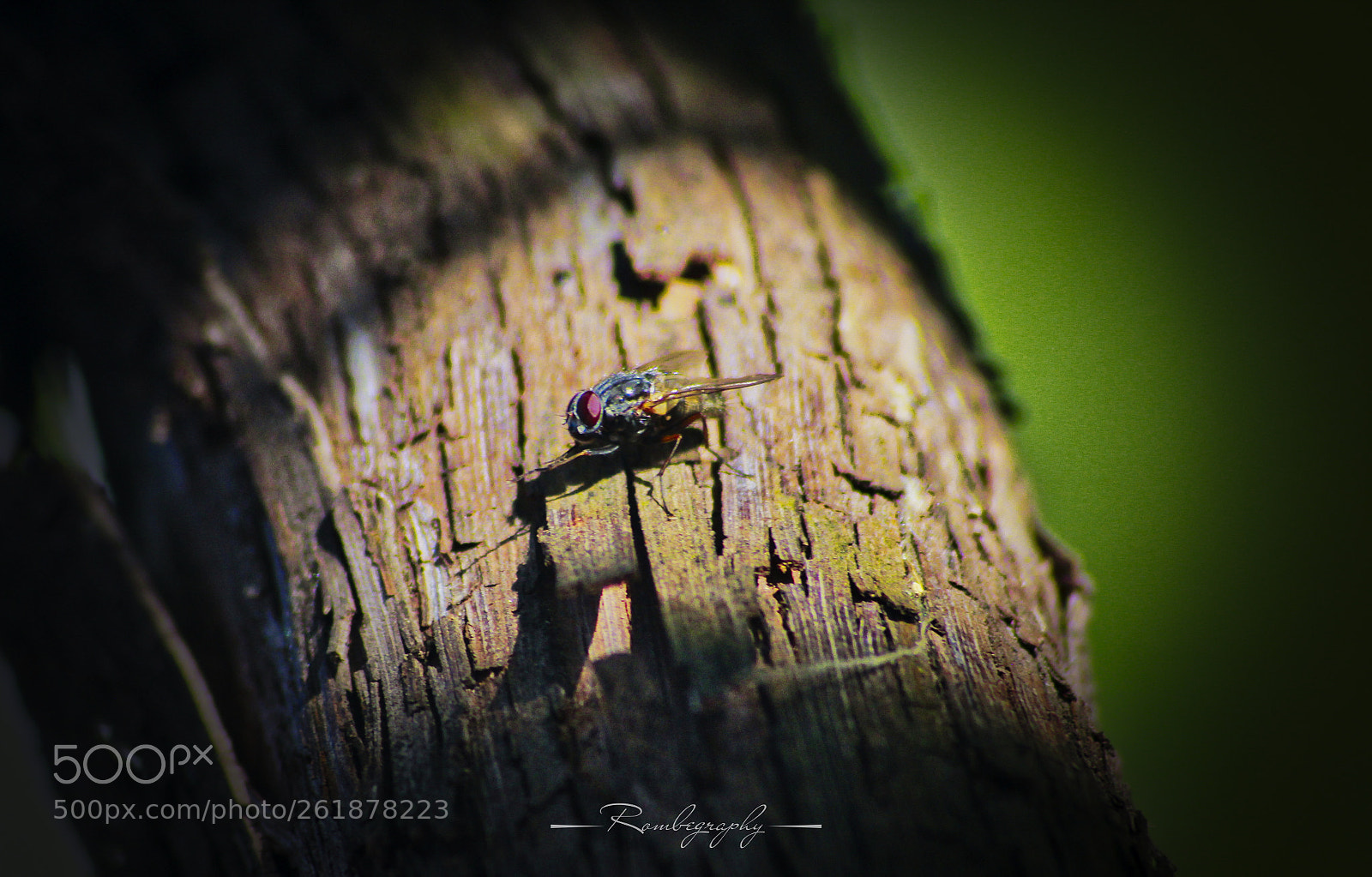 Canon EOS 600D (Rebel EOS T3i / EOS Kiss X5) sample photo. Fly on the grape photography
