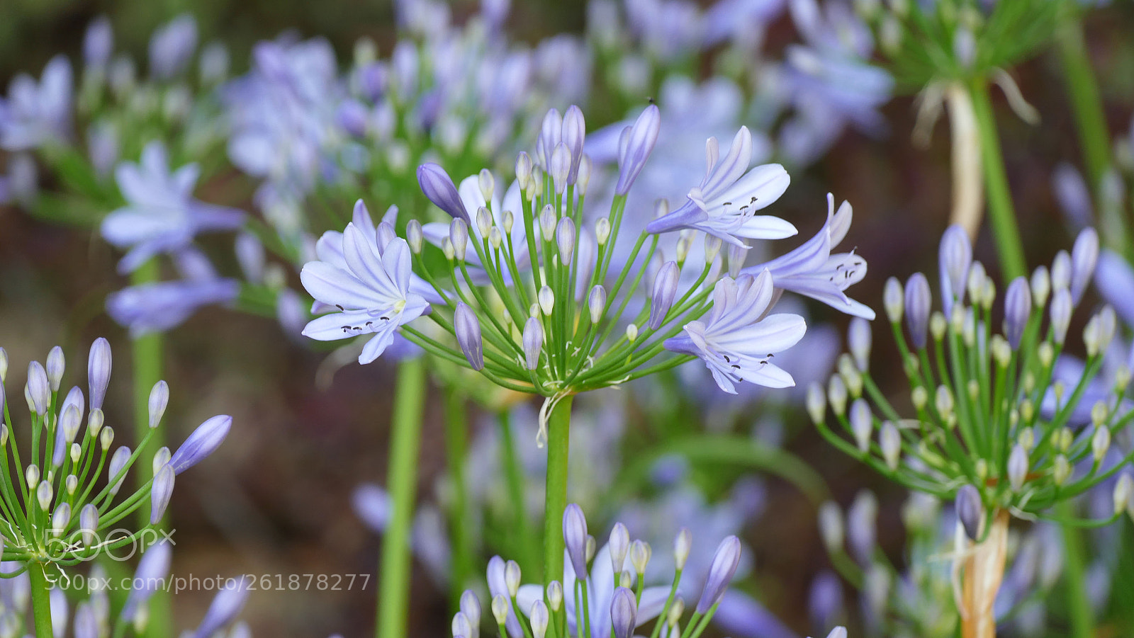 Panasonic Lumix DMC-FZ1000 sample photo. Bloom in blue.... photography