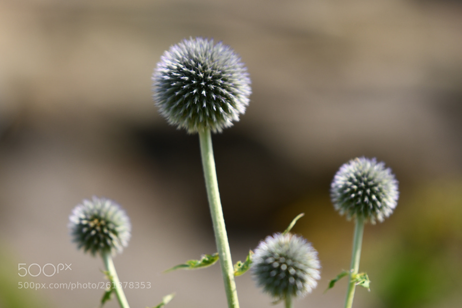 Nikon D7500 sample photo. I am the most photography