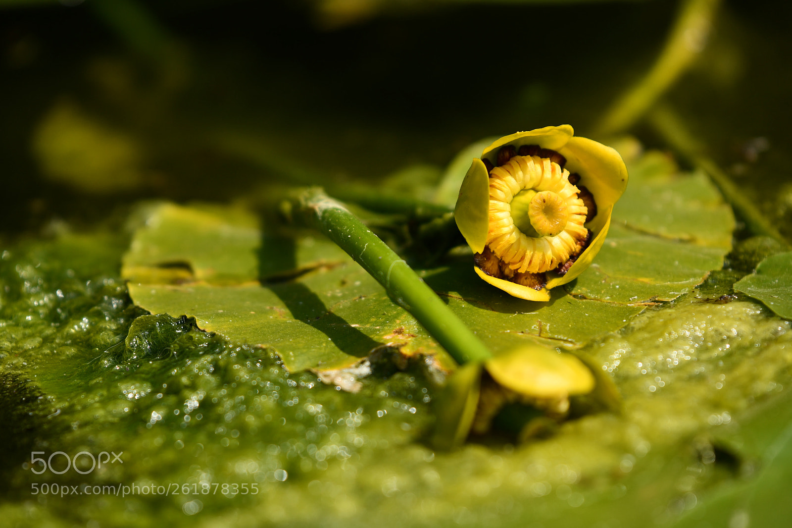 Nikon D7500 sample photo. Yellow me photography