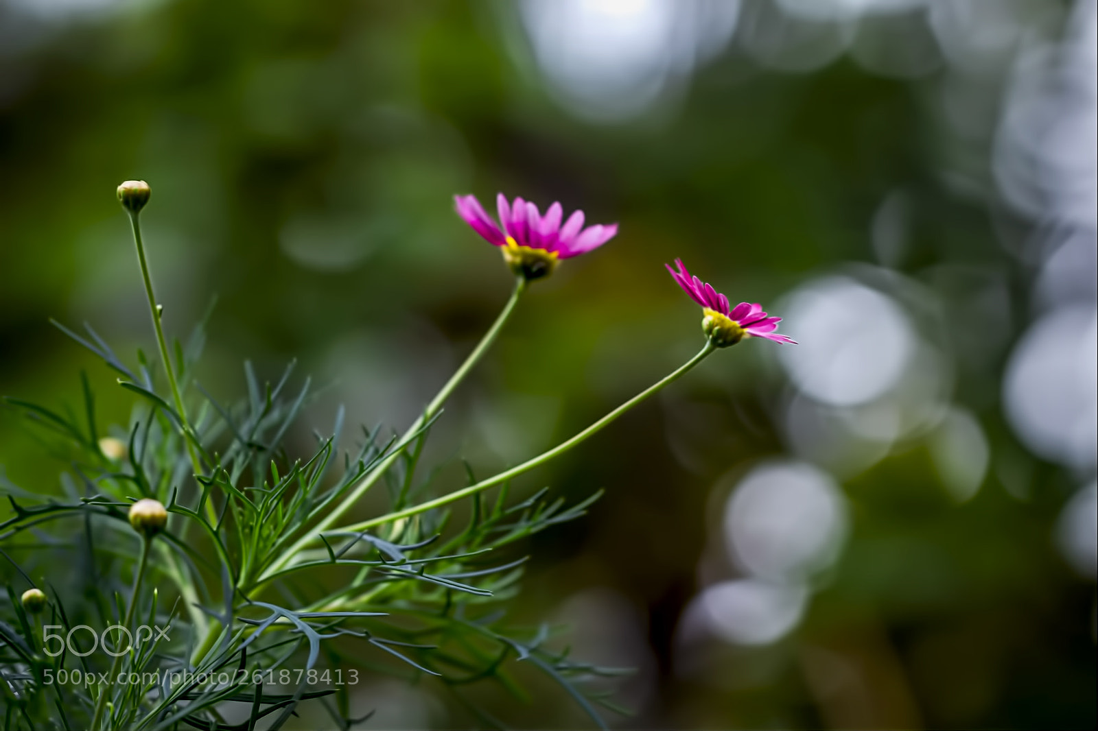 Canon EOS 700D (EOS Rebel T5i / EOS Kiss X7i) sample photo. Beautiful close up shots photography