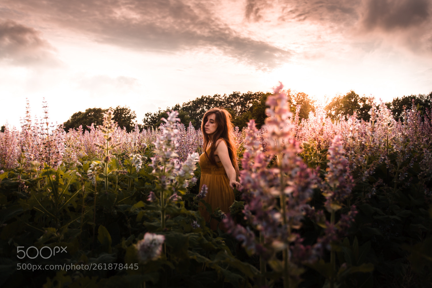 Canon EOS 6D Mark II sample photo. Salvia sclarea photography
