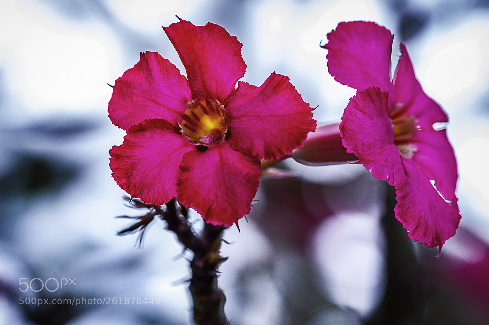 Canon EOS 700D (EOS Rebel T5i / EOS Kiss X7i) sample photo. Beautiful close up shots photography